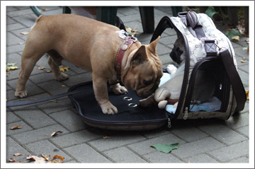 Mops Otiz und die französische Bulldogge