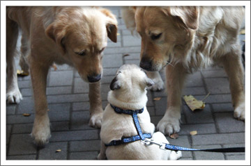 Man sind die Groß - da staunt der Mops