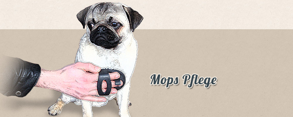 Otiz Mops - Mops Pflege 