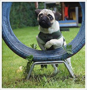 Mops Otiz beim Mopstreffen auf dem Platz des Hundesportvereins