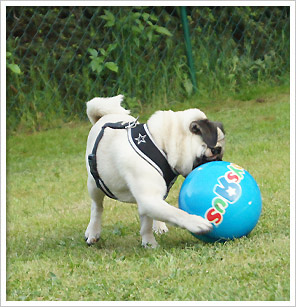 Mops Otiz  beim Ball spielen