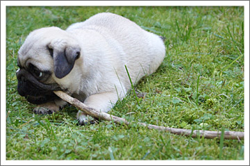 Mops Otiz und sein Stöckchen